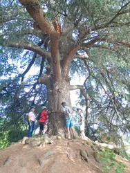 Arbre remarquable